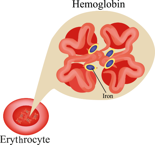 Illustration of Causes Of Iron Deficiency In Guinea Pigs Nutrition